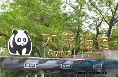 Have a funny Beijing tour of Beijing Panda House