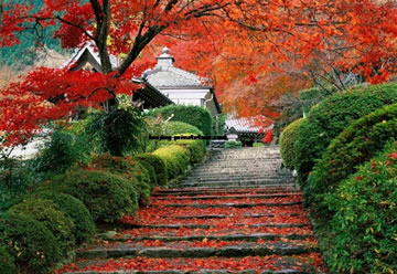 Book a Beijing Tour Package to Visit Fragrant Hills Park